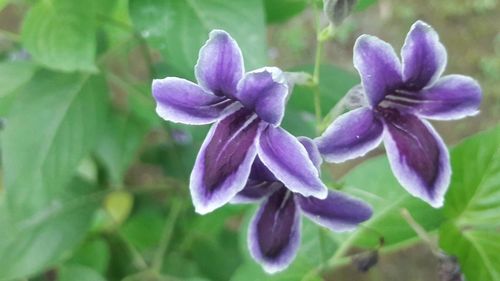 Close-up of purple flowers blooming outdoors