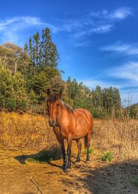 Horse standing on field against sky