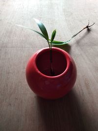 High angle view of potted plant on table