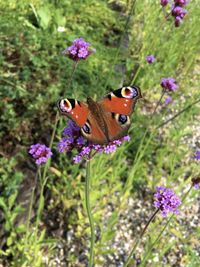 Close-up of butterfly pollinating on purple flowers