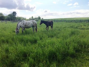 Horses grazing on grassy field