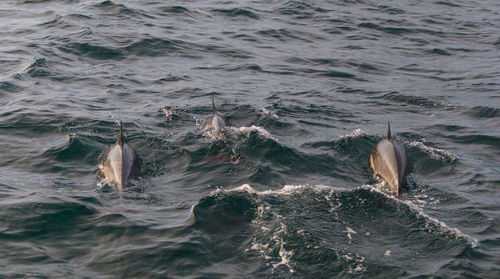 Fish swimming in sea