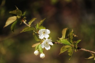 Close-up of flowers against blurred background