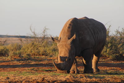 Side view of rhinoceros grazing on field