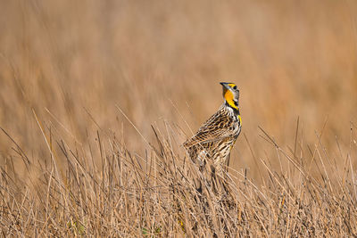 Bird on field