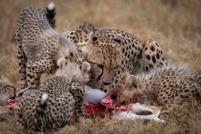 Cheetahs eating animal on field