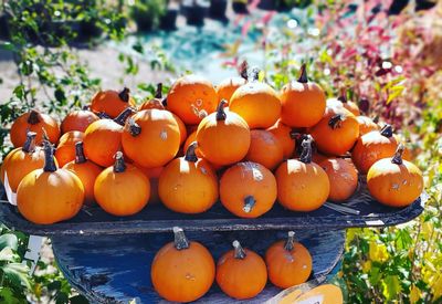 Orange fruits in pumpkins