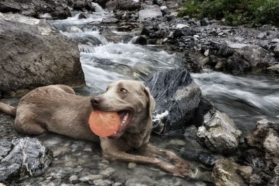 Dog on rock in water