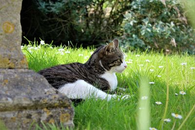 Cat sitting on grassy field