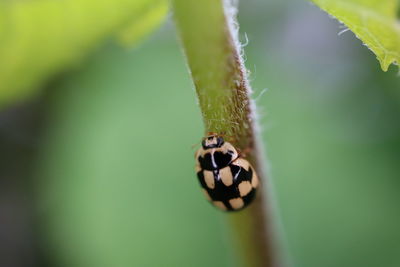 Close-up of insect on leaf