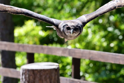 Close-up of a bird on wood