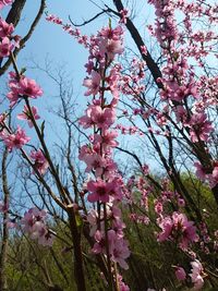 Low angle view of pink flowers on tree