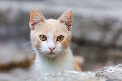 Cute baby cat kitten, ginger with white and wonderful eyes, looks at background