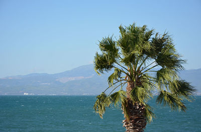 Palm tree by sea against clear sky