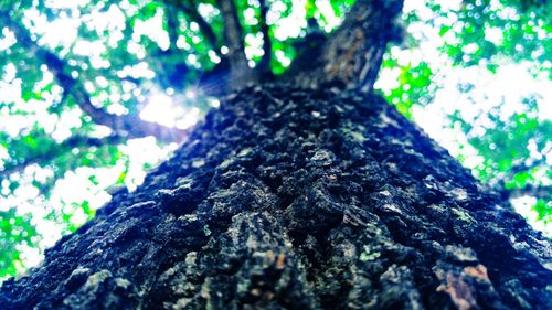 Low angle view of tree