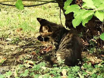 View of a cat on field