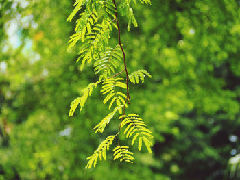 Close-up of fern leaves