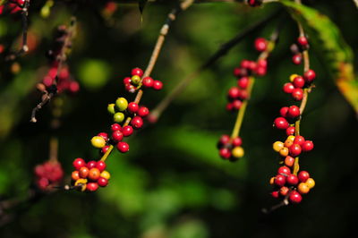 Some coffee beans are starting to ripen in the backyard garden of the villagers