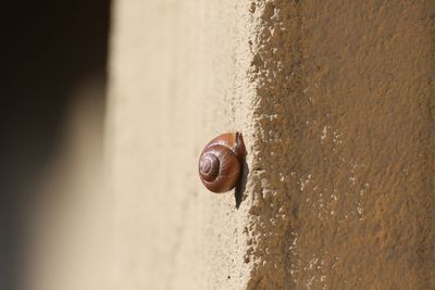 Close-up of snail on wall