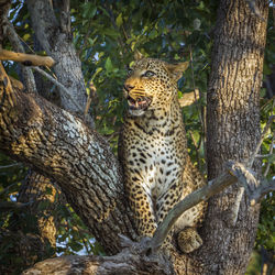 Cat on tree trunk