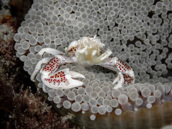 Close-up of fish in sea