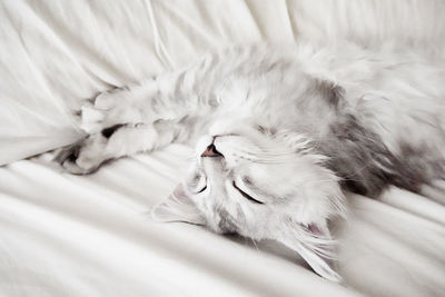Sleeping silver maine coon kitten