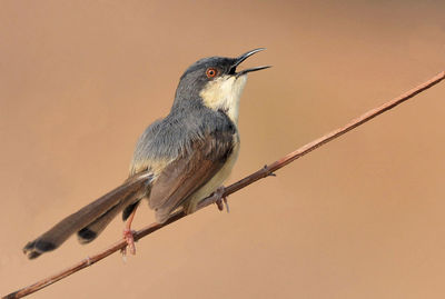 Close-up of bird perching on branch