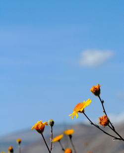 Close-up of yellow flowers blooming on tree against sky