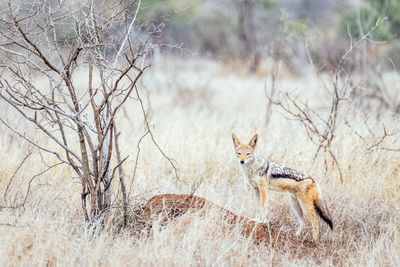 Black-backed jackal near its den