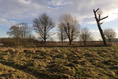 Bare trees on field against sky