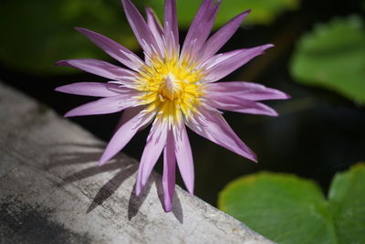 Close-up of pink flower