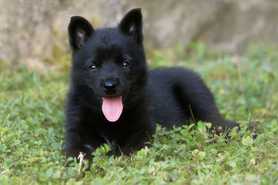 Portrait of black dog sticking out tongue on grass