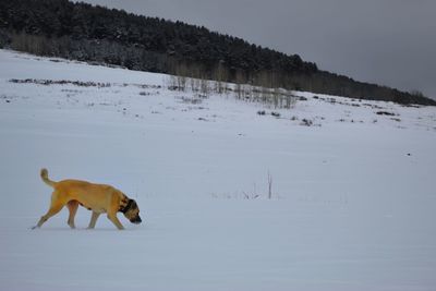 View of dog on snow covered land