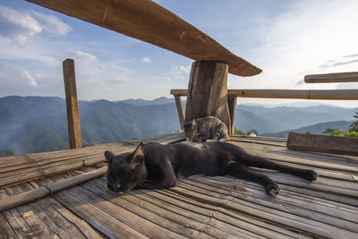 View of a dog resting on wooden mountain