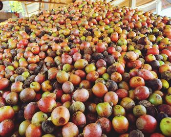 Liberica coffee beans typical of meranti regency, riau