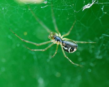 Close-up of insect on leaf