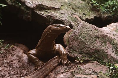 Close-up of lizard on rock