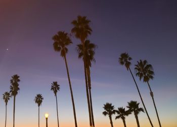 Dramatic sunset with palms..