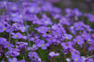 Close-up of insect on flowers