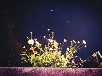 Close-up of plants at night