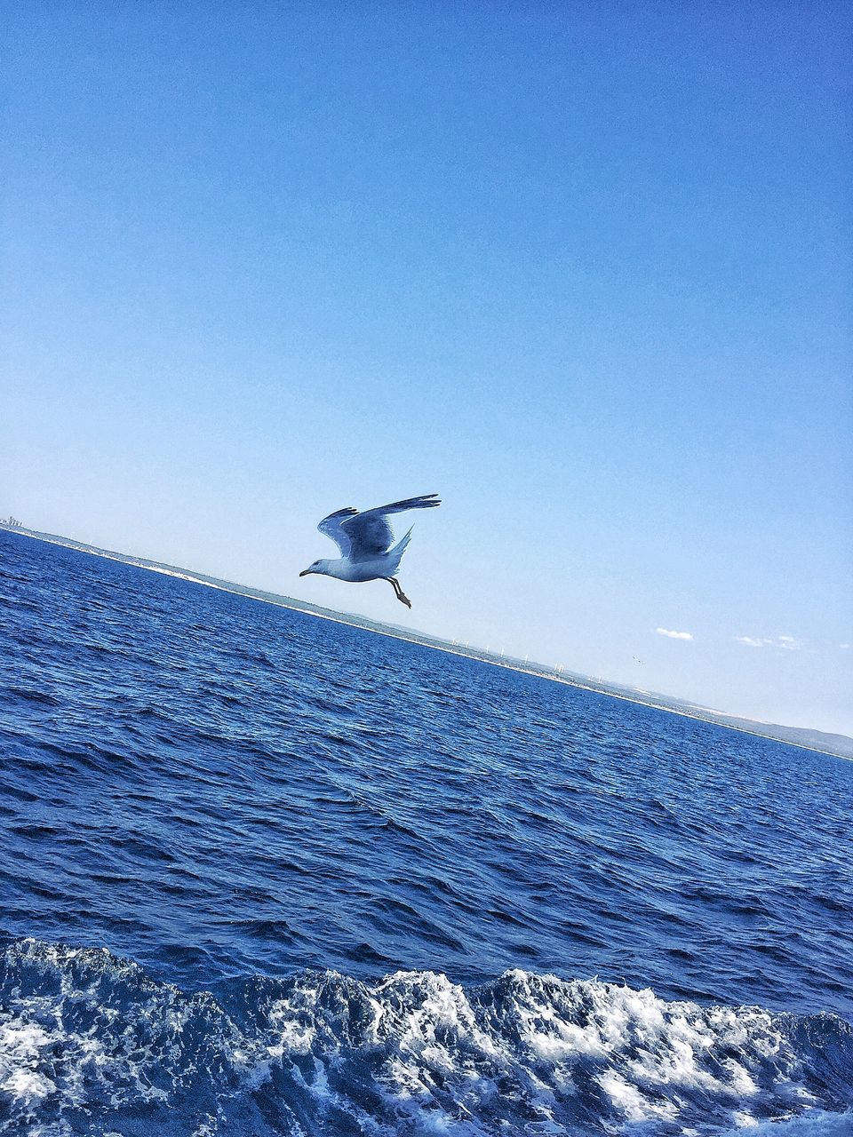 sea, blue, flying, water, clear sky, animal themes, one animal, copy space, waterfront, horizon over water, bird, animals in the wild, nature, wildlife, beauty in nature, scenics, mode of transport, mid-air, transportation, seagull