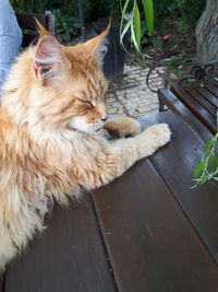 High angle view of cat resting on wooden table