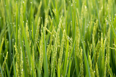 A  rice plants that are starting to bear fruit with leaves lined up vertically and dew sticking up