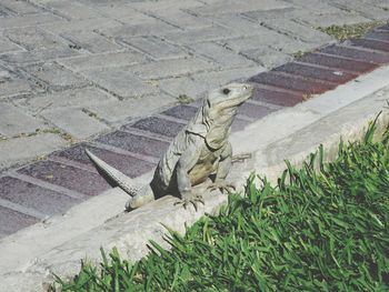 High angle view of lizard