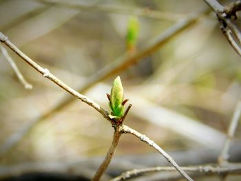 Close-up of insect on plant