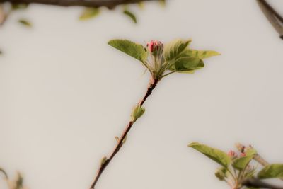 Close-up of flowering plant