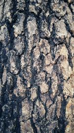 Full frame shot of tree