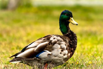 Close-up of mallard duck on field