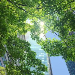 Low angle view of trees