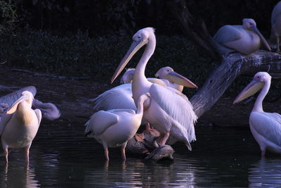 Flock of birds in lake